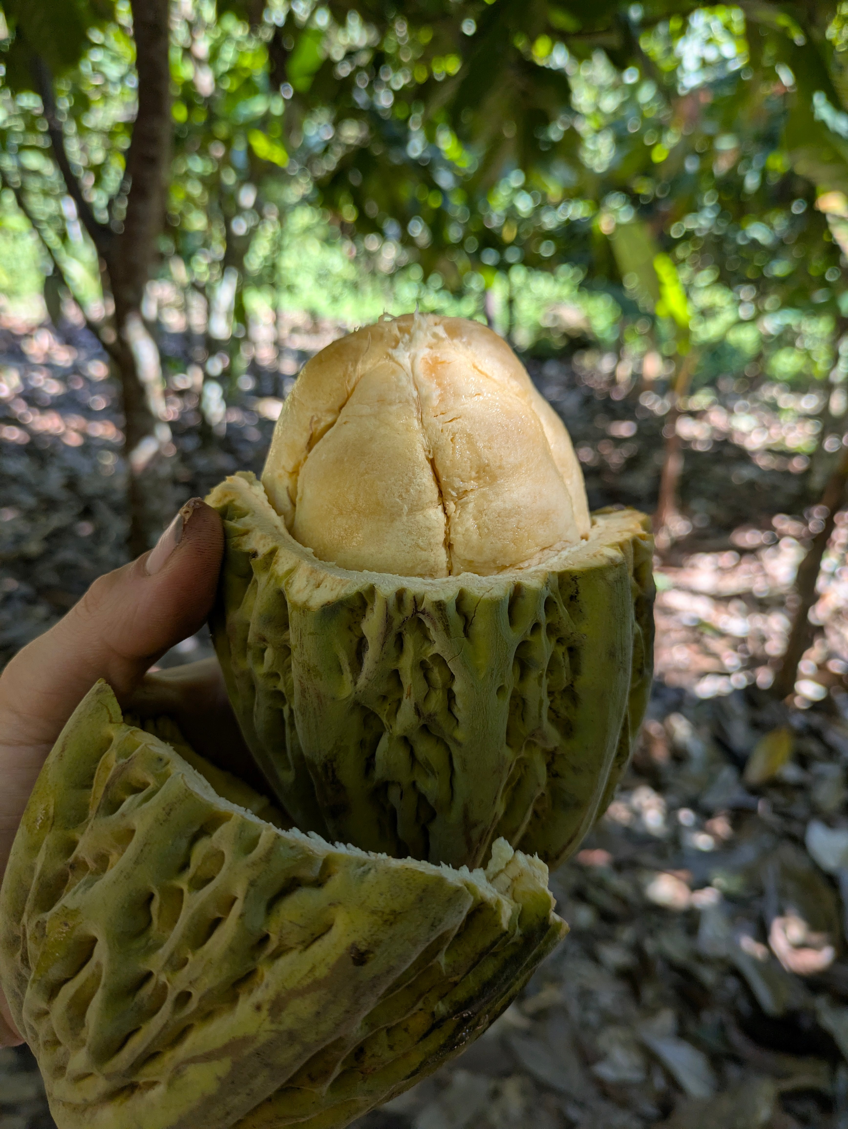 Pataxte