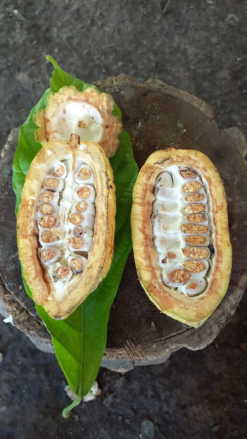 Ceremonial Cacao - Cacao Blanco - Mexico image 3